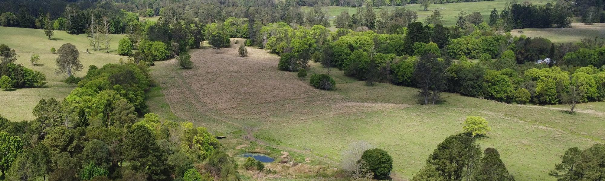 Restoring nature: the Australian Mutual Bank forest at Three Cedars